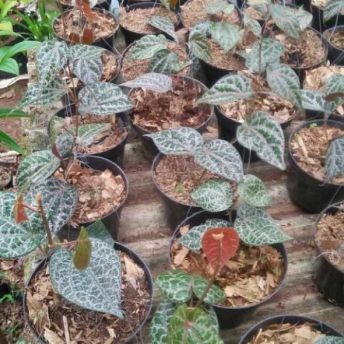 

Terlaris Terlaris Dan Terbaik Bibit Daun Sirih Merah
