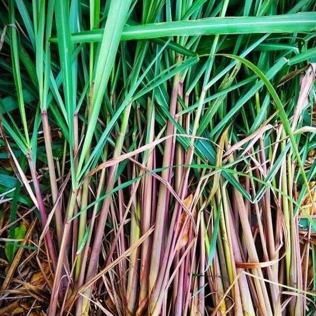 

Terlaris Bibit Serai/Sereh Wangi/Serai Merah