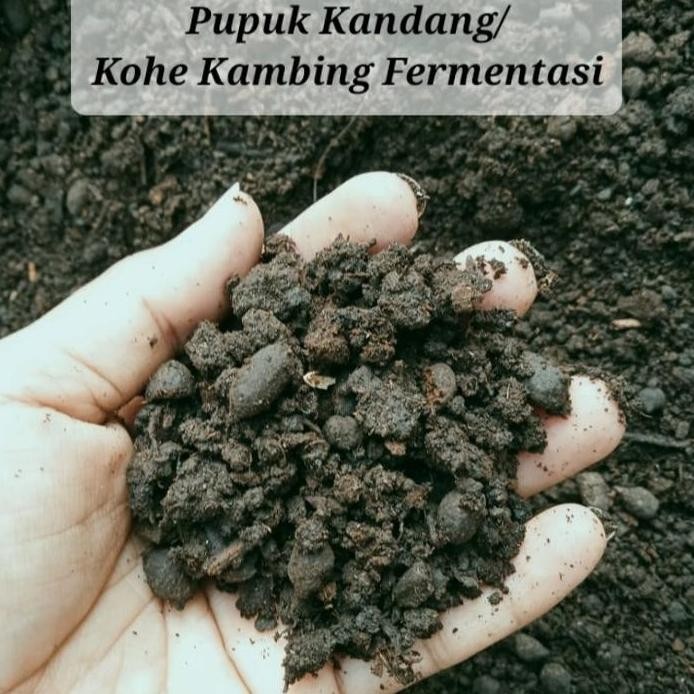 

Terlaris 5 Kg Pupuk Kohe Kandang Kambing Fermentasi Siap Pakai