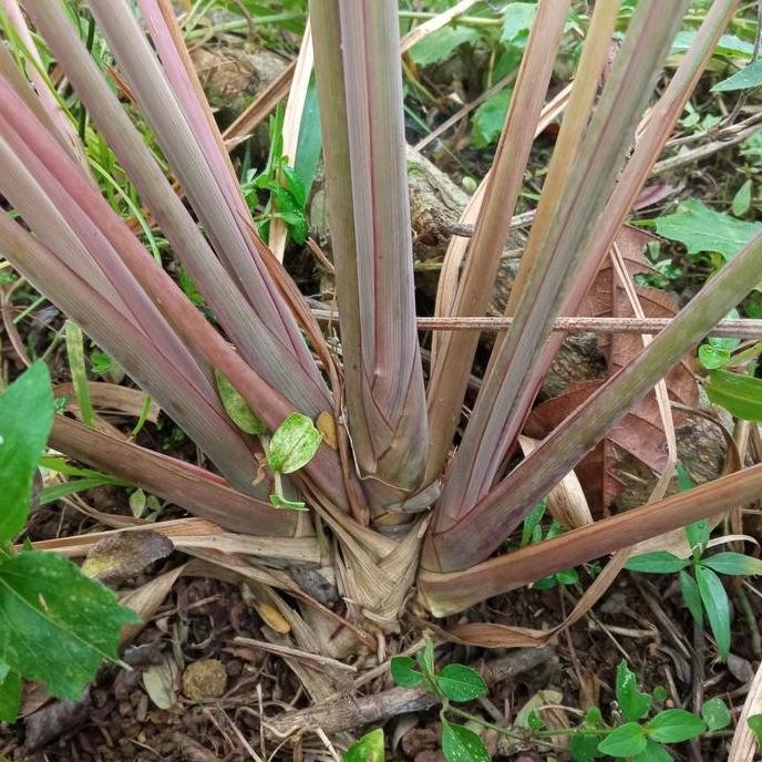 

Terlaris 4 Batang Bibit Sereh Wangi/Sereh Merah