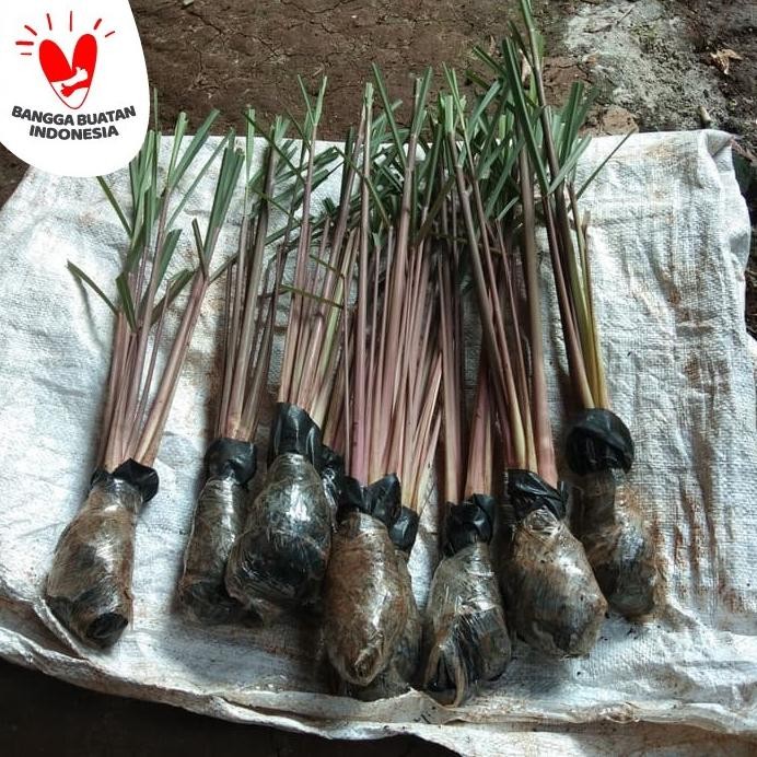 

Terlaris Bibit Pohon Sereh Merah / Sereh Wangi