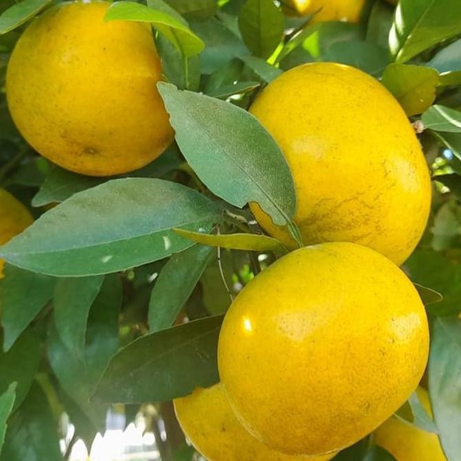 

BARU JERUK GERGA/RGL ATAU JERUK THAILAN MADU