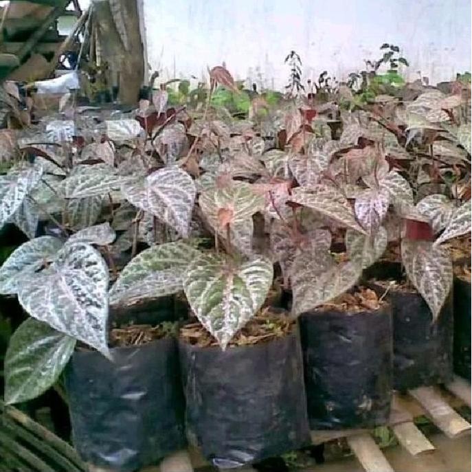 

Terlaris Benih / Bibit Sirih Merah