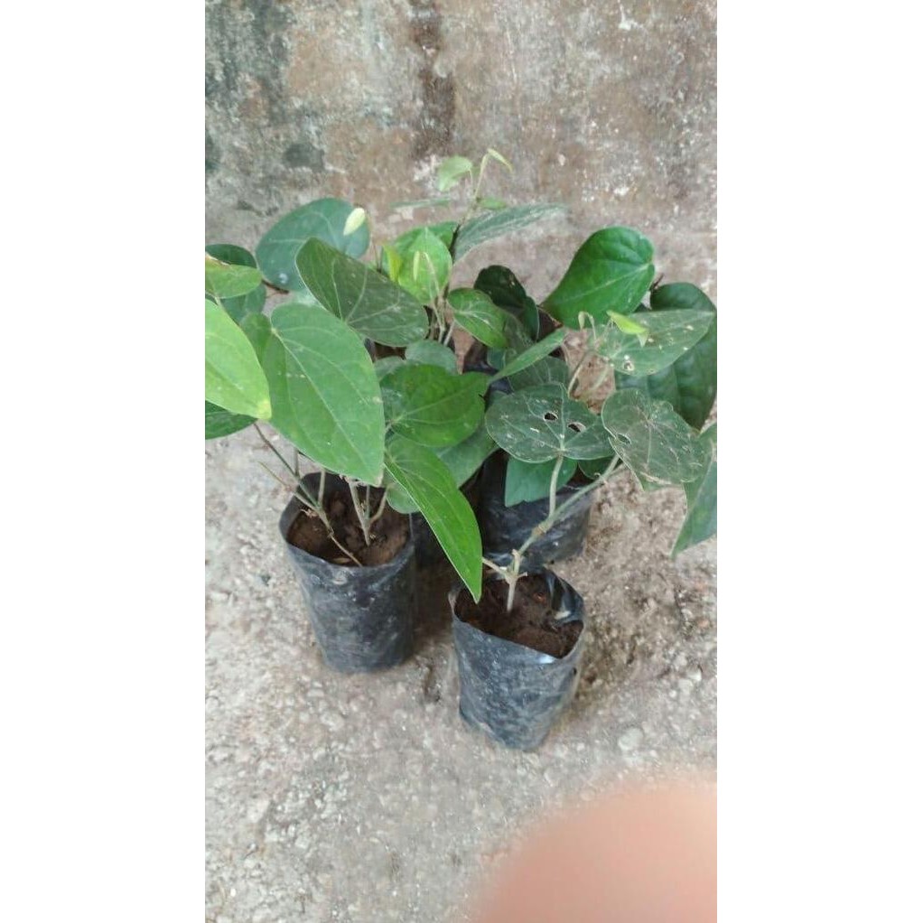 Terlaris Bibit Tanaman Sirih Hitam Wulung