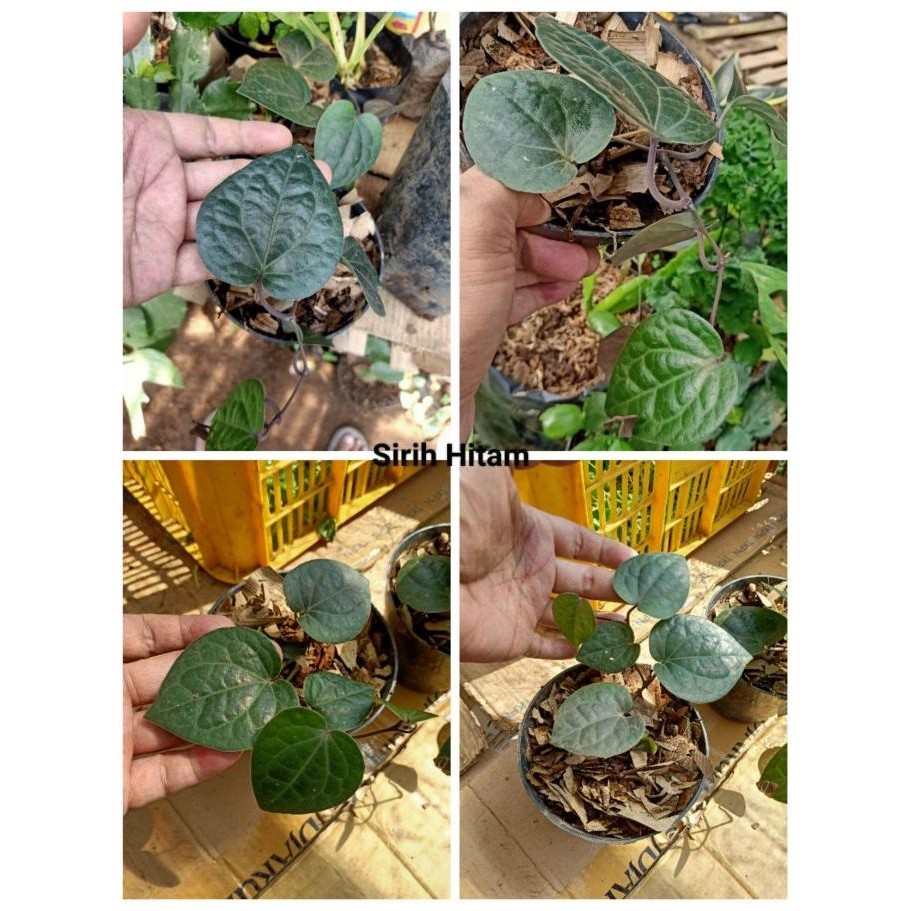 

Terlaris Siapkirim Bibit Taan Daun Sirih Hitam (Obat Herbal) Ready Stock