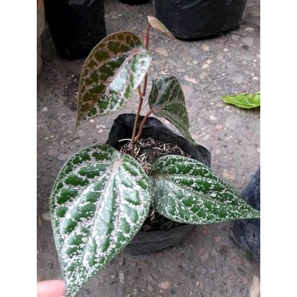 

Terlaris Bibit Tanaman Sirih Merah-Pohon Sirih Merah-Piper Ornatum