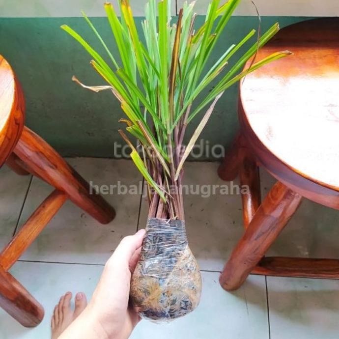 

Terlaris Bibit Tanaman Sereh Wangi/Sereh Merah