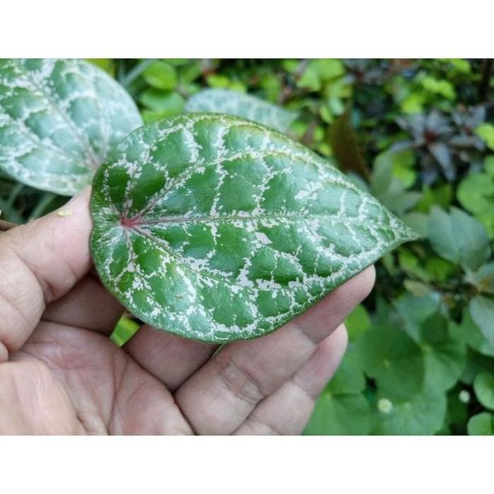 

Terlaris Ori Untuk Obat Herbal 1 Lembar Daun Sirih Merah (Bukan Bibit Tanaman)