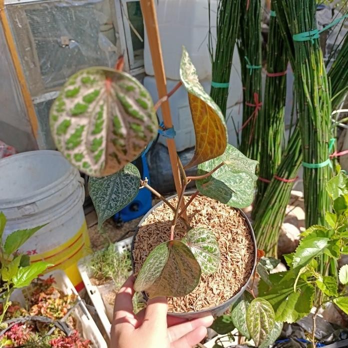 

Terlaris Terlaris Sirih Merah Tanaman, Bibit Sirih Merah Obat, Foto Asli, Sehat Segar Siap Kirim