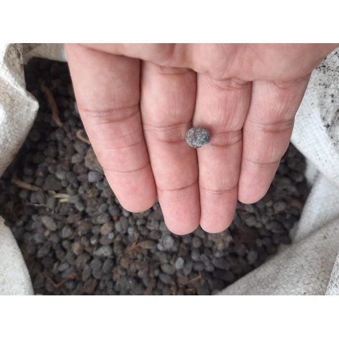 

Terlaris Buruan!!! Pupuk Kambing Murni Butiran Srintil Kandang Domba Fermentasi Murni Buruan!!!