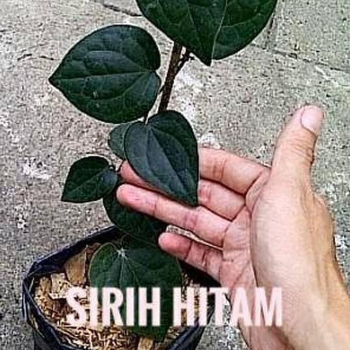 

Terlaris #Skl - Ind4K Bibit Tanaman Daun Sirih Hitam (Obat Herbal) Bibit Buah!