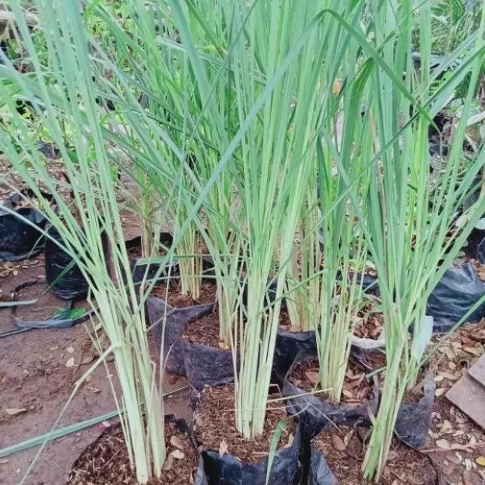 

Terlaris Bibit Tanaman Sereh Sayur/Derek Dapur/Sereh Masak