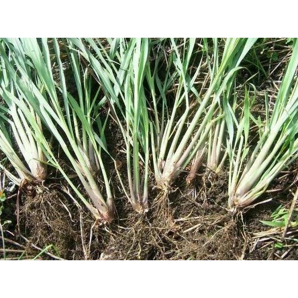 

Terlaris Promo 25 Bibit Serei Wangi/Sere/Sereh/Bahan Masak/Herbal