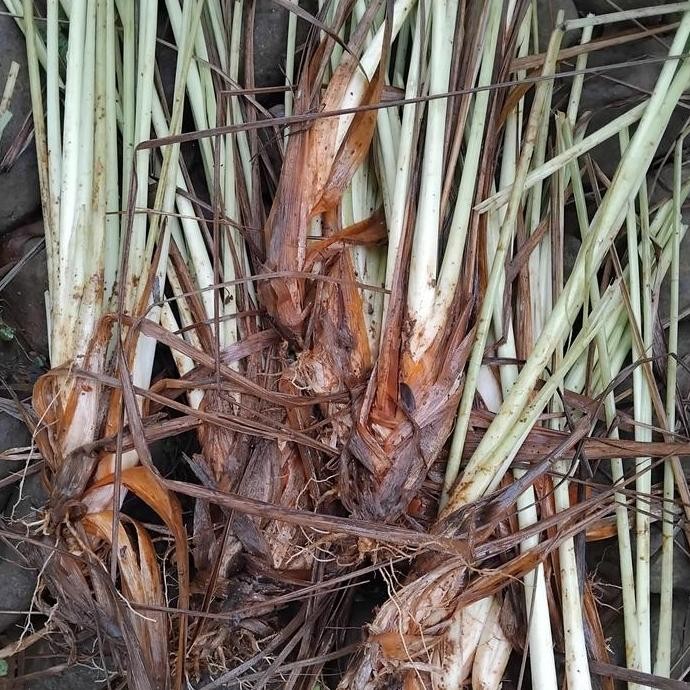 

Terlaris Bibit Sereh Bumbu Masak Siap Tanam Plus Bonus Berakar