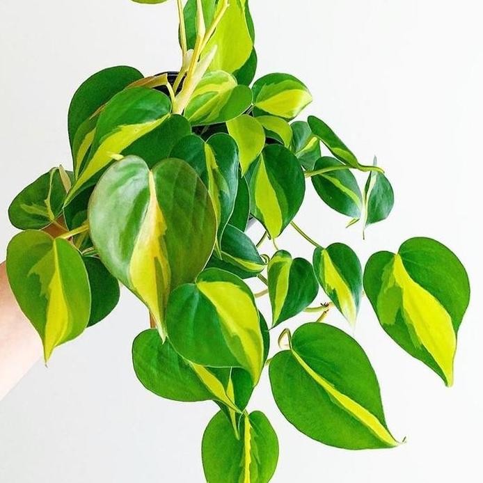 

Terlaris Bibit Tanaman Sirih Gading Philodendron Brazil