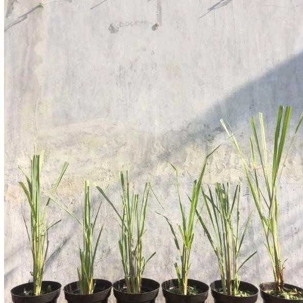 

Terlaris Bibit Sereh Sayur Siap Tanam Pecking Media Tanah