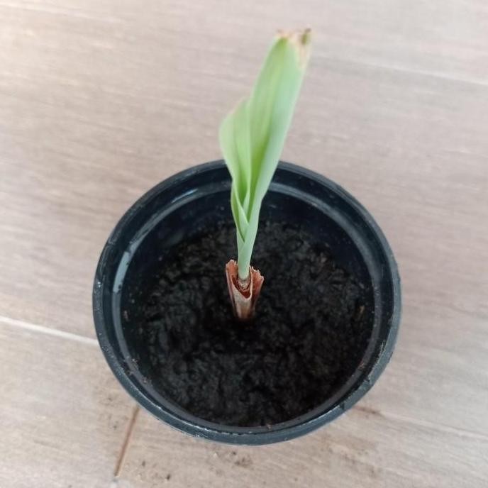 

Terlaris Bibit Sereh Hijau / Sereh Dapur