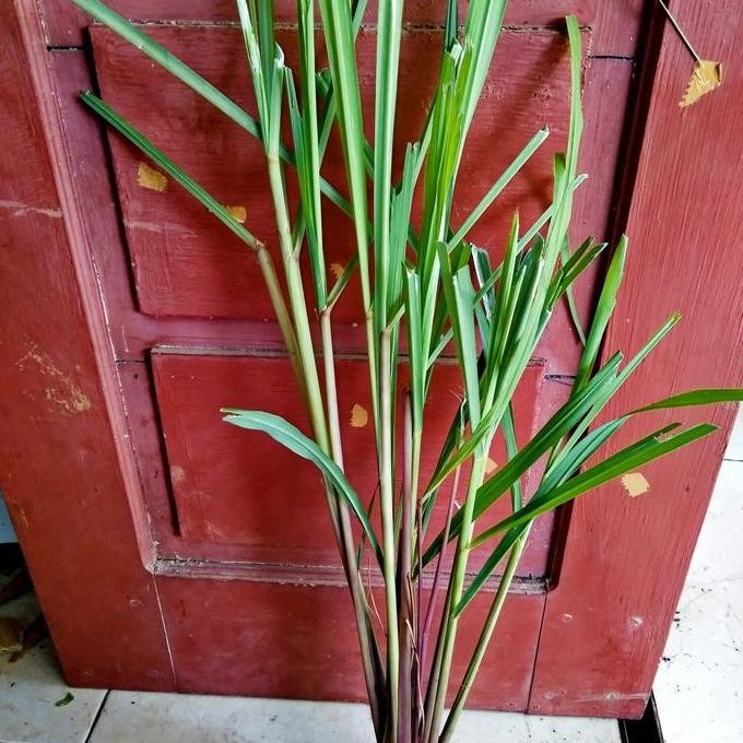 

Terlaris Bibit Sereh Merah / Sereh Wangi /1. / 100 Grm / 1 Kg