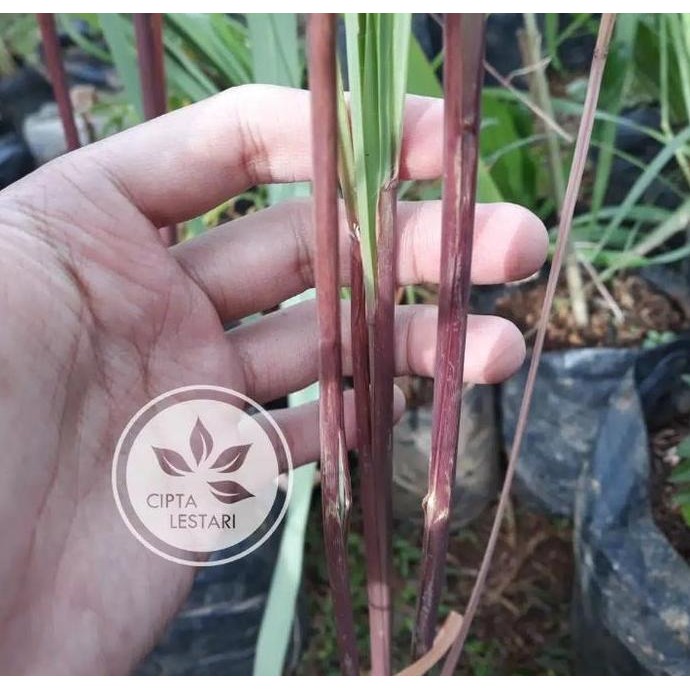 

Terlaris Bibit Tanaman Sereh Wangi Merah Bibit Serai Minyak Pohon Serai Merah