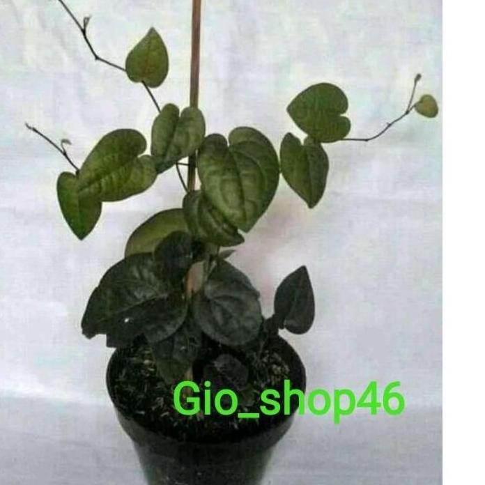 

Terlaris Ready Restock Bibit Sirih Hitam Asli Hutan 889
