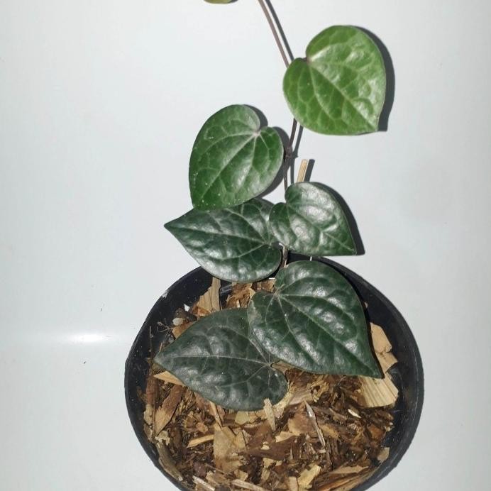 

Terlaris Bibit Tanaman Daun Sirih Hitam Asli( Obat Herbal )