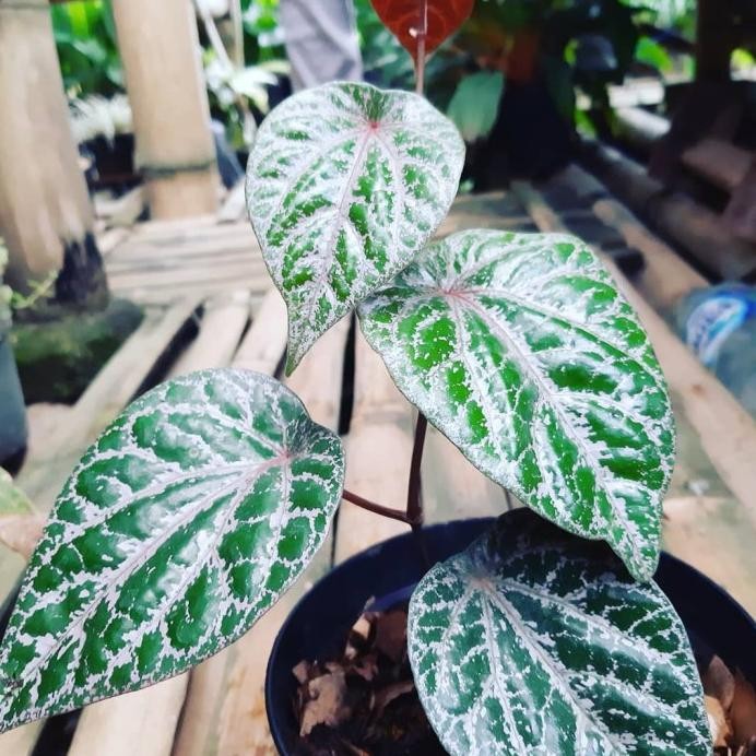 

Terlaris Tanaman Daun Sirih Merah - Bibit Toga Herbal Bergaransi Aomykj 1940Gf