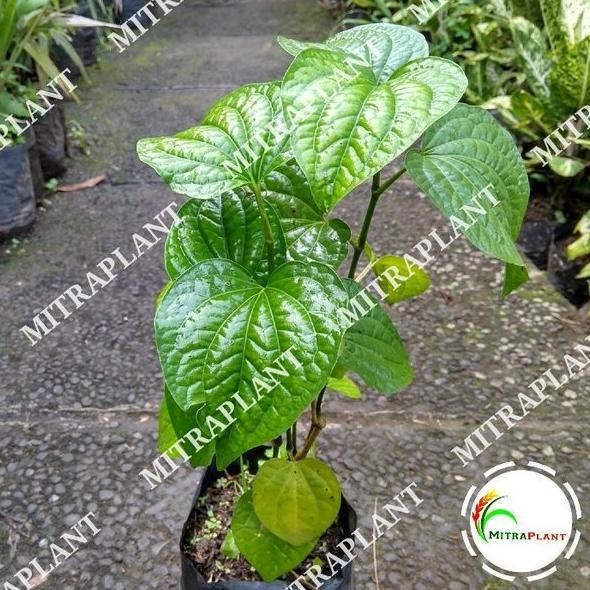 

Terlaris Tm" Bibit Tanaman Karuk - Daun Karuk - Daun Kaduk - Pohon Sirih Karuk - Tanaman Herbal