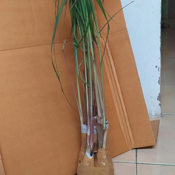 

Terlaris Bibit Tanaman Sereh Wangi-Sereh Merah Bumbu Dapur