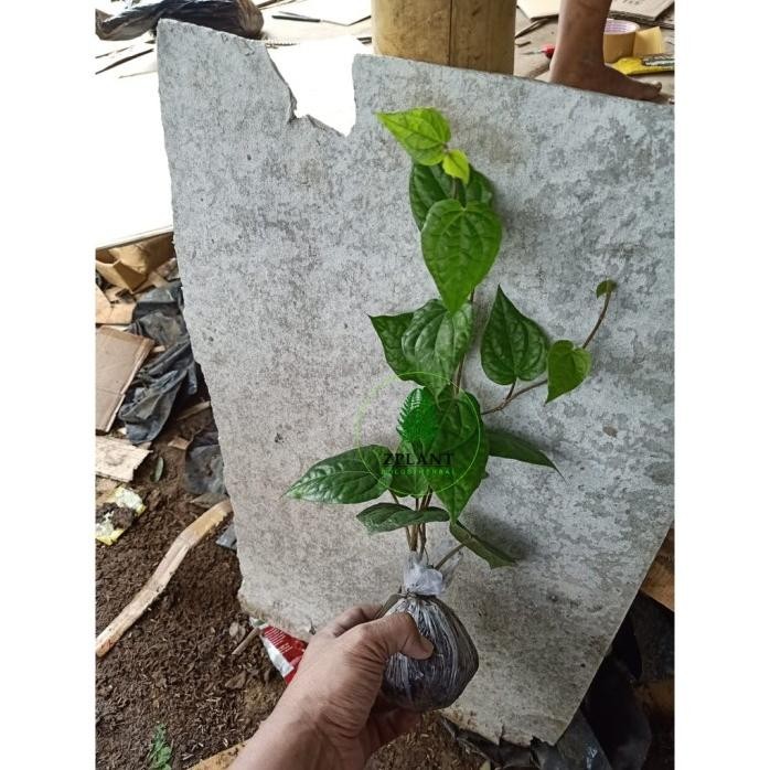 

Terlaris Bibit Tanaman Herbal Sirih Hijau | Tanaman Obat Keluarga