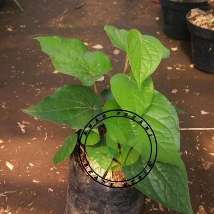 

Terlaris Obral Bibit Pohon Tanaman Daun Sirih Hijau (Herbal)
