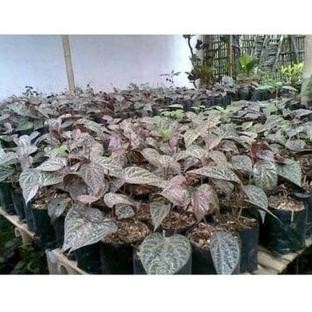 

Terlaris Vy12 Bibit Tanaman Suruh Sirih Merah