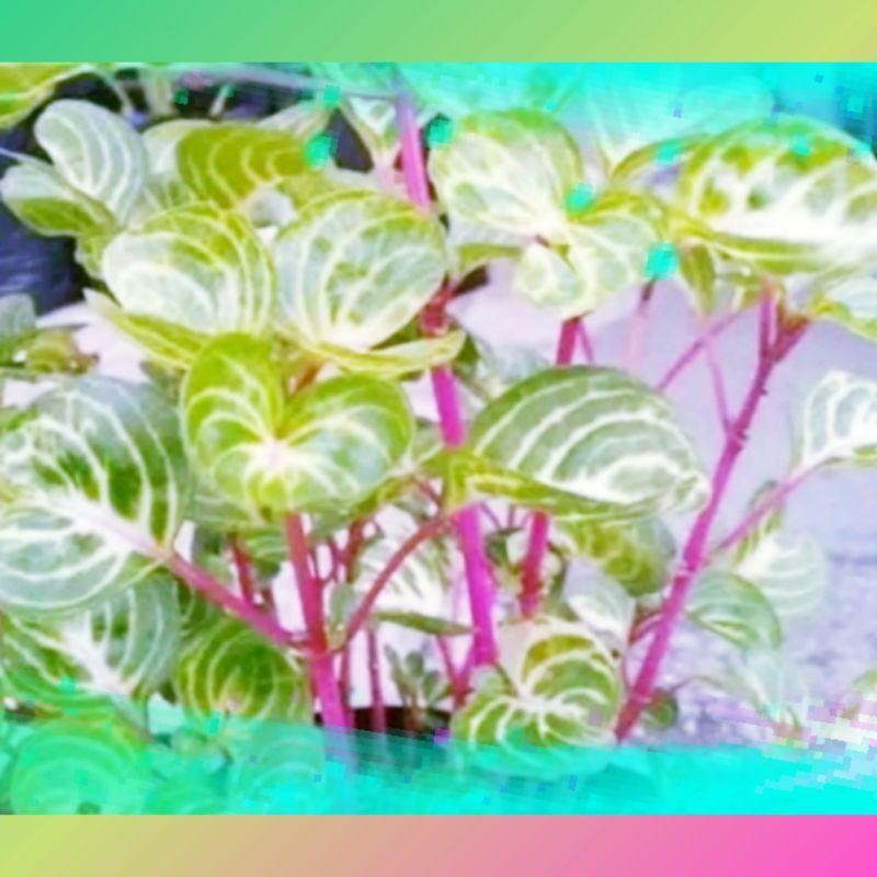 Tanaman Hias Bayam-Bayaman Jepang