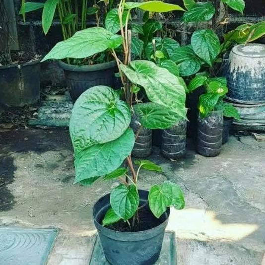 

Terlaris Bibit Daun Sirih Hijau Herbal