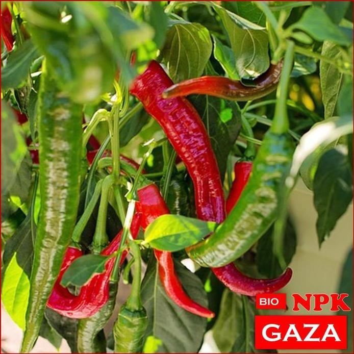 

Terlaris Pupuk Cabe Lebat Anti Layu Rontok Terbaik Bio Npk Gaza Paling Bagus Untuk Cabe Yang Sulit Berbuah Bunga Dan Buah Rontok Pupuk Cabe Cepat Banyak Cepat Besar Dan Lebat Untuk Cabe Rawit, Cabe Besar, Cabe Gendot Dll Pupuk Cair Cabe Bagus Banget