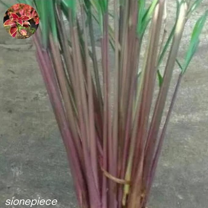 

Terlaris Ready Bibit Sirih Wangi Merah 1Kg Berakar