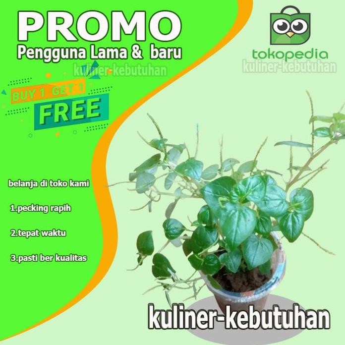 

Terlaris Bibit Tanaman Sirih Cina/Suruhan/Tumpang Air Siap Tanam Obat Herbal