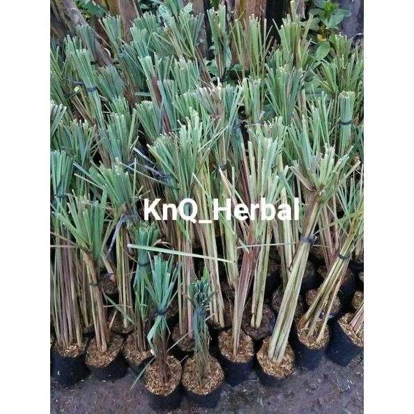 

Terlaris Bibit Sereh Wangi Serai Merah Lanang Siap Tanam 1Kg Ynpzju 2361Ss