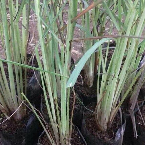 

Terlaris Bibit Tanaman Sereh Sayur