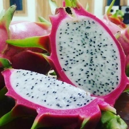 BARANG SUPER BIBIT TANAMAN BUAH NAGA PUTIH, POHON NAGA PUTIH BEST