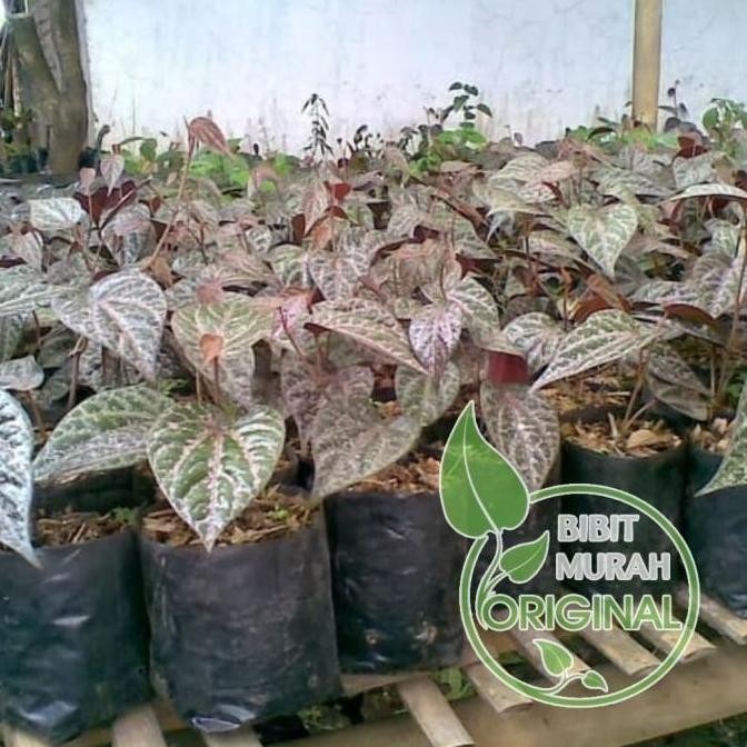 

Terlaris Bibit Sirih Merah Banyak Manfaat Kualitas Super