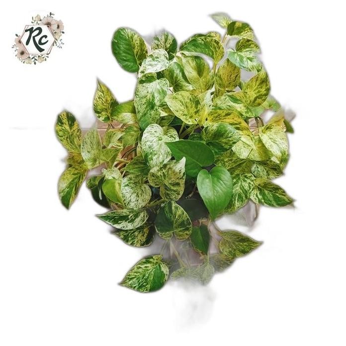 

Terlaris Bibit TanamanRambat HiasGantungSirihGadingEpipremnumAureum Real Plant Premium Plus Pot