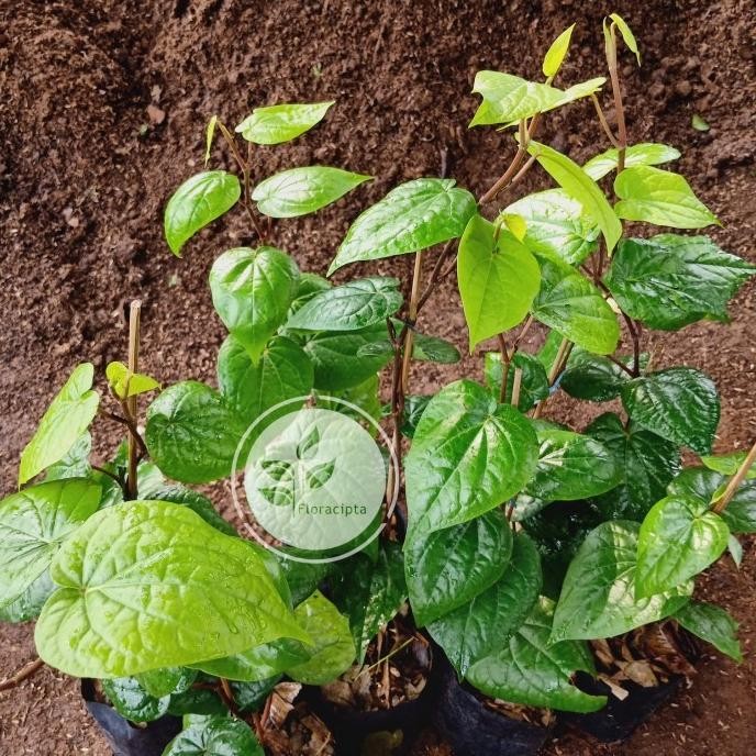 

Terlaris Harga Promo Bibit Tanaman Sirih Hijau Pohon Sirih Hijau Bibit Daun