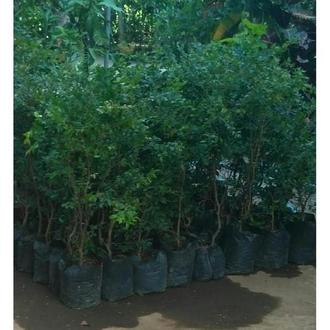 BARANG SUPER Bibit Tanaman Buah Anggur Bril / Anggur Pohon G3P UNGGULAN AA