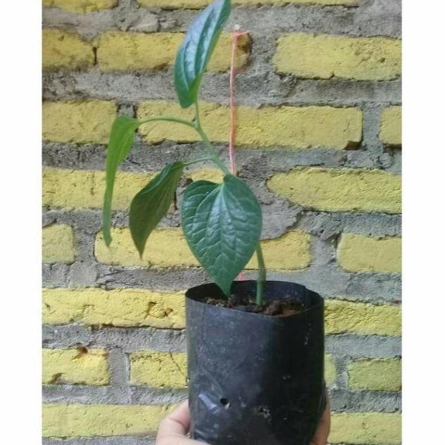 

Terlaris Bibit Tanaman Daun Sirih Hijau - Daun Sirih Hijau Herbal