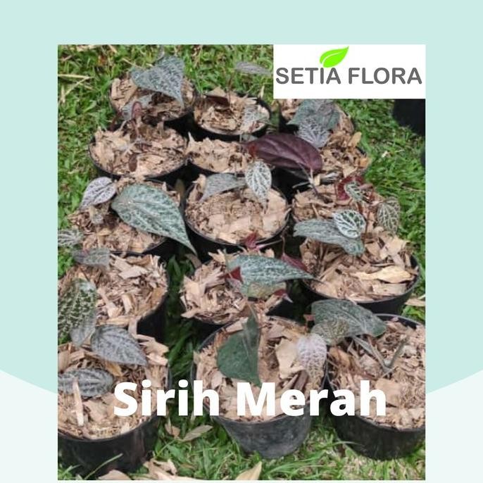 

Terlaris Tanaman Herbal Pohon Bibit Sirih Merah/ Piper Ornatum Eeee