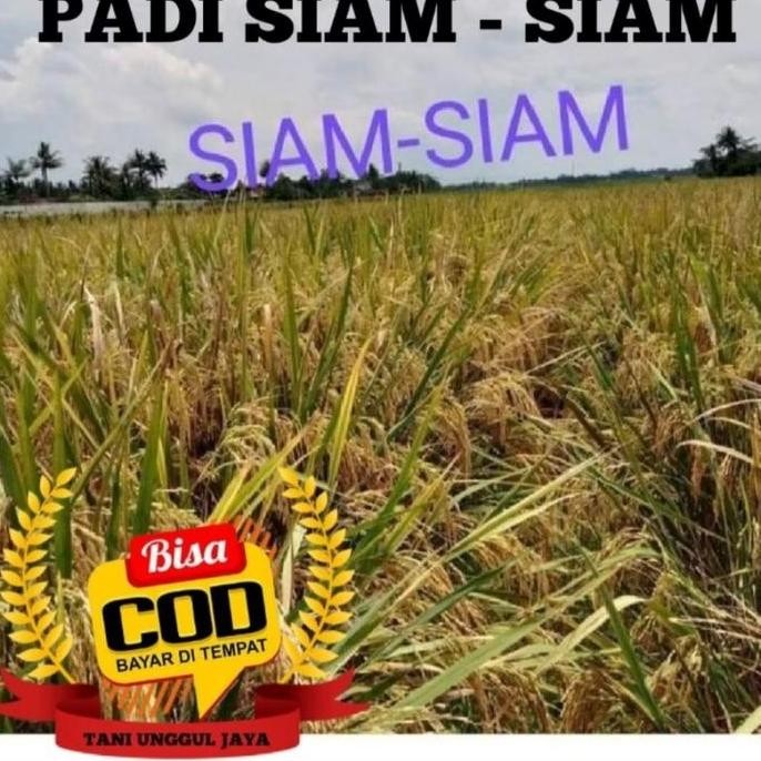 

Terlaris Benih Padi Unggul Panen Tercepat Sr P08 Kemasan 5Kg