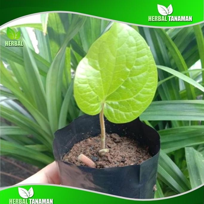 

Terlaris Bibit Tanaman Daun Sirih Di Polibag