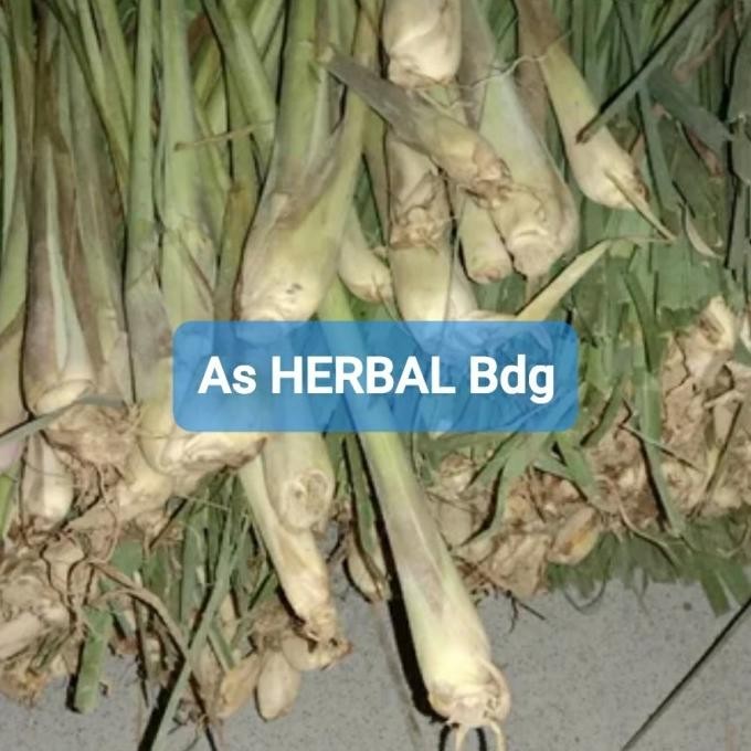 

Terlaris Bersama Sehat! Bibit Sereh Gajah Sereh Jumbo Sereh Bangkok Isi 10 Pohon