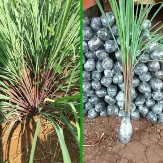 

Terlaris Terbaik Bibit Tanaman Serai Wangi Super /Sereh Merah Herbal