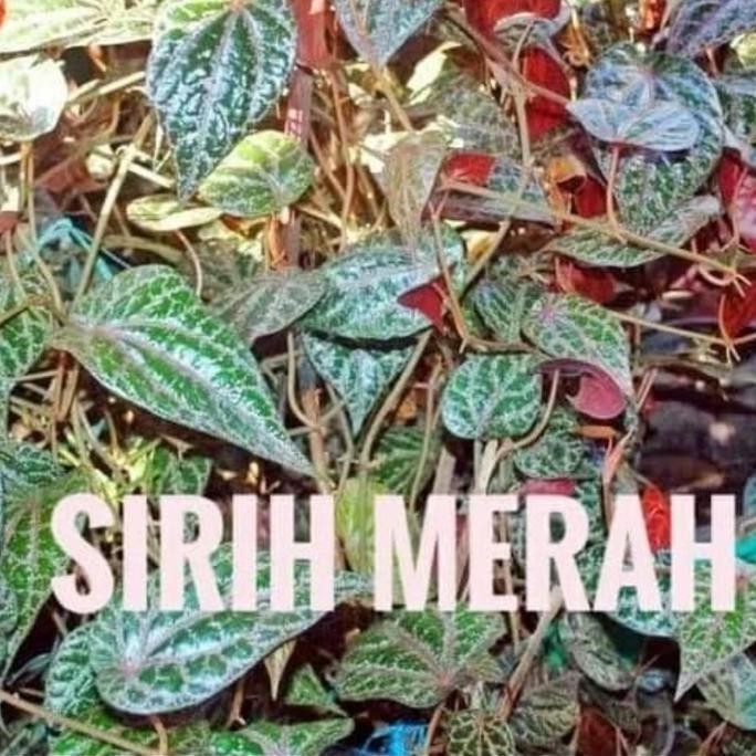 

Terlaris Bibit Tanaman Daun Sirih Merah
